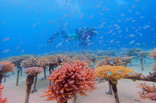 The Benefits of Okinawa Sea Coral Minerals
